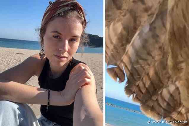 Vrouw filmt zichzelf op idyllisch strand, tot roofvogel de gsm uit haar handen grist