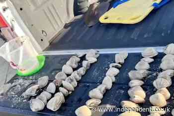 Kids accidentally collected 72 clams thinking they were seashells. Then came the $88k fine