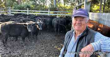 Marathon Kempsey weaner sale goes for 13 hours