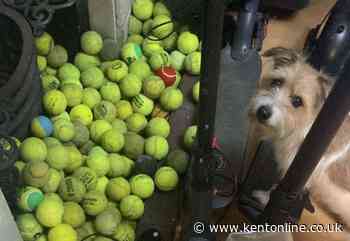 ‘Cheeky’ dog steals more than 100 tennis balls from courts