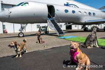 Bark Air, de nieuwe luchtvaartmaatschappij voor honden