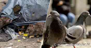 ‘Ongedierte’ of ‘plaag’? Stop met die termen voor ratten en duiven, zegt Utrechtse Partij voor de Dieren