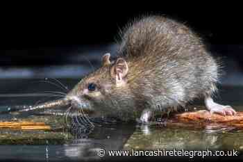 Expert warns Brits are attracting mutant super rats