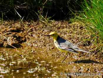 RSPB confirms Lancing sighting of citrine wagtail