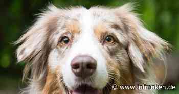 Würzburg: Stadt kündigt verstärkte Kontrollen für Hundehalter an