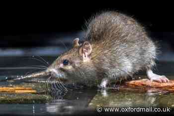 Expert warns Brits are attracting mutant super rats