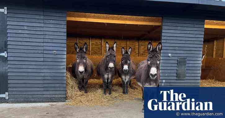 Country diary: The unlikely kinship between swallows and donkeys | Claire Stares