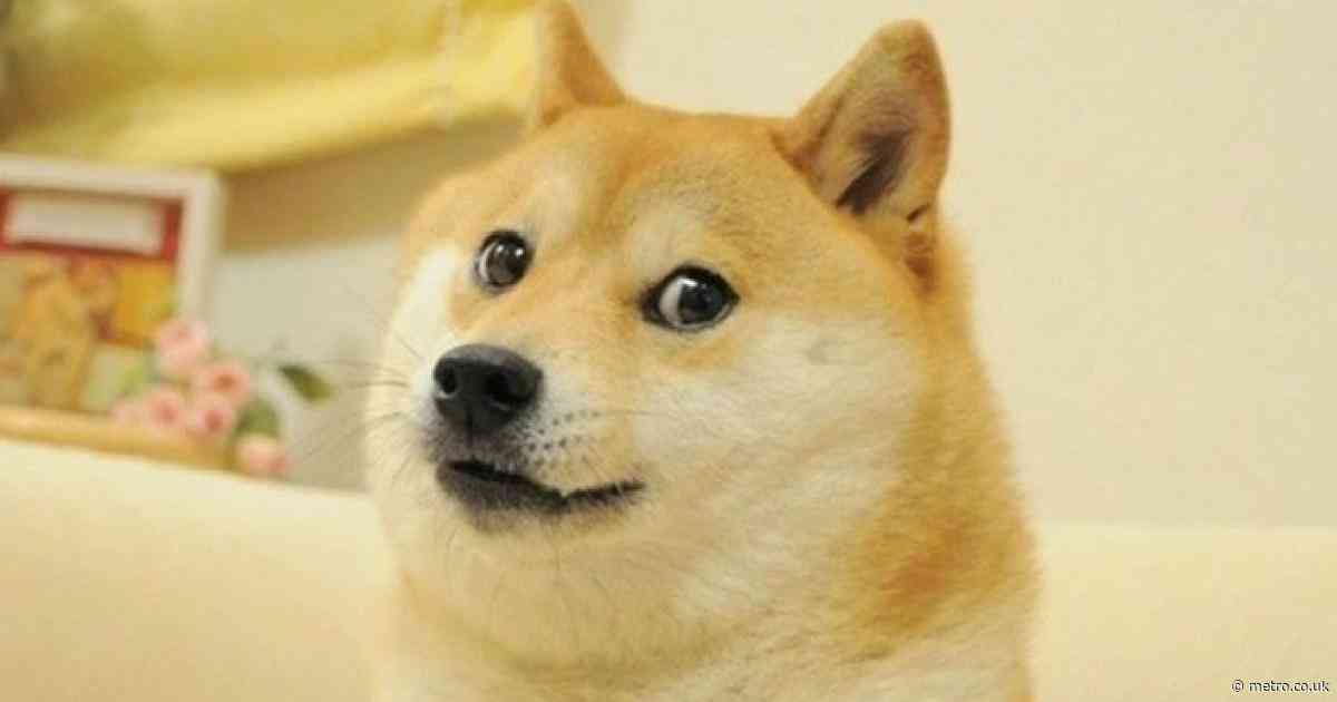 Dog behind the ‘Doge’ meme dies at a grand old age