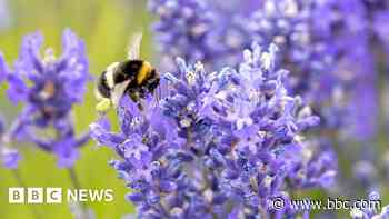 Town awarded 'Bee Friendly' status