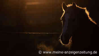 Zwei Pferde auf Koppel in Hessen erschossen - Ermittlungen laufen