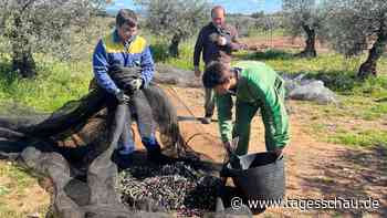 Olivenanbau in Spanien: Ernten, bevor die Diebe kommen