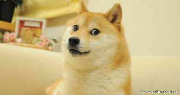 E’ morta Kabosu, la cagnolina star del web che ha ispirato il meme “Doge” e Dogecoin