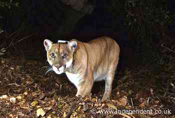 Wild mountain lion is newest star spotted in Hollywood Hills