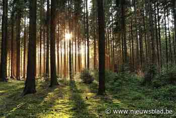 Bûûmplanters planten nog eens 40.000 bomen in Vlaamse Rand