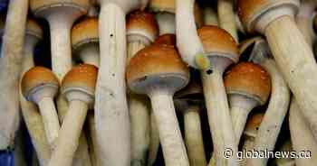 Are magic mushroom stores sprouting around Toronto operating in a legal grey area?
