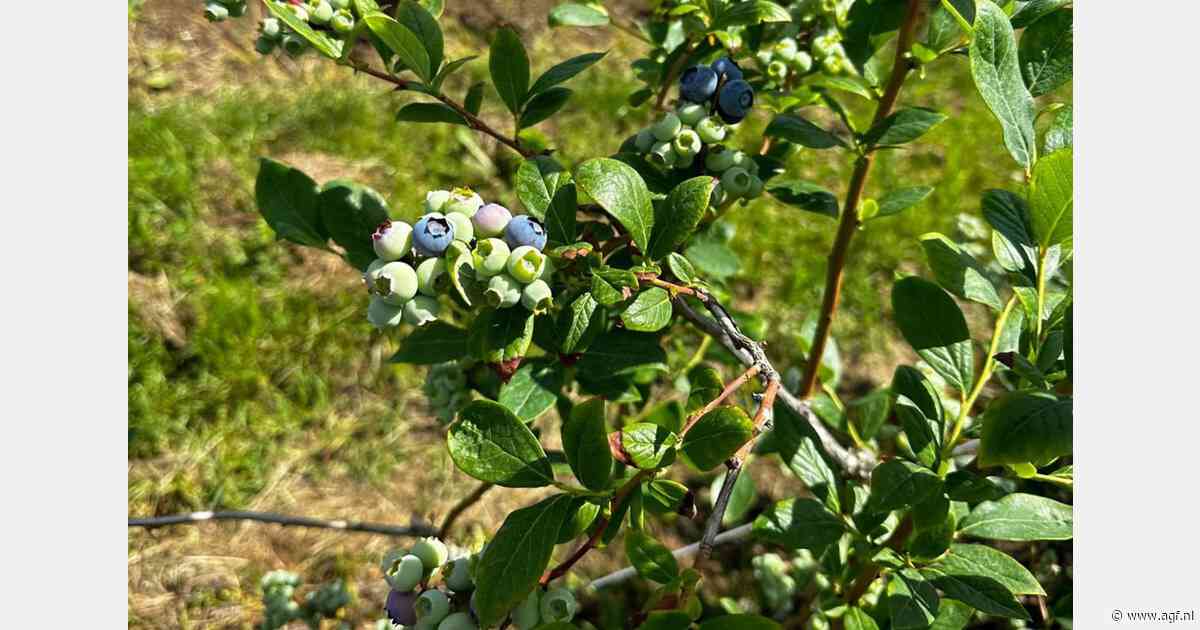 Voorjaarsvorst treft Servische blauwe bessenplantages