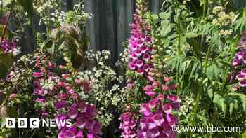 Charity founder inspires Chelsea Flower Show garden