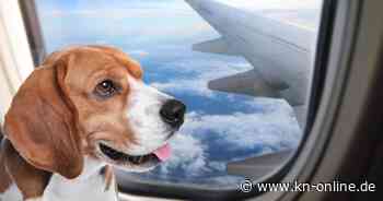 Airline für Hunde: So sollen Tiere mit "Bark Air" stressfrei reisen