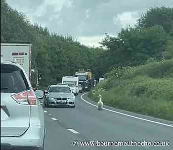Swans cause traffic chaos on A31 near Wimborne Minster