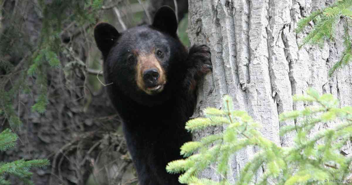 Undercooked bear BBQ leaves three in hospital with a gross infection