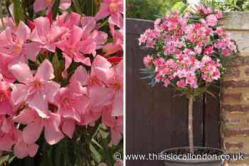 You Garden: Save £20 on beautiful Oleander Standard