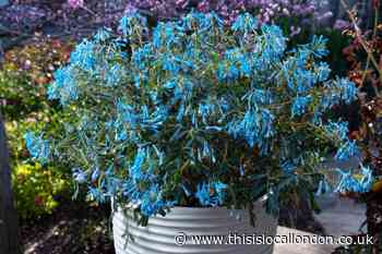 You Garden: Save £17 on stunning Corydalis 'Blue Heron'