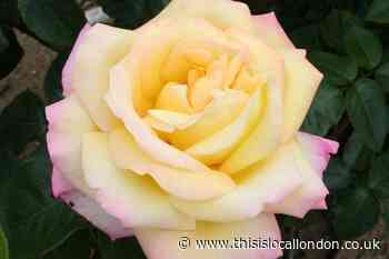 Peace rose for half price with exclusive You Garden offer