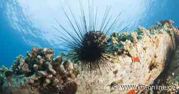 Neue Gefahr für Korallenriffe: Seeigel-Massensterben breitet sich aus