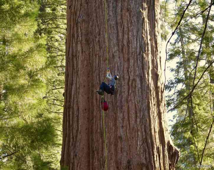 World's largest tree 'General Sherman' scaled for first time for health check