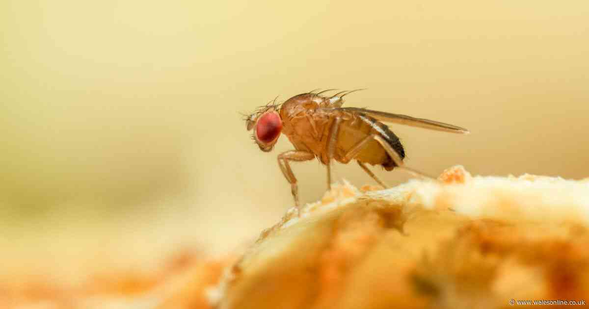 Pest experts say take steps now to stop fruit fly infestation