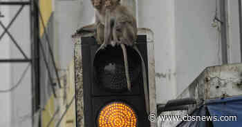 Thai town overrun by wild monkeys trying trickery to catch and send many away