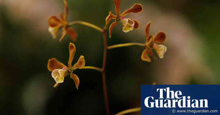 Scientists transplant soil fungi in race to save world’s threatened orchids