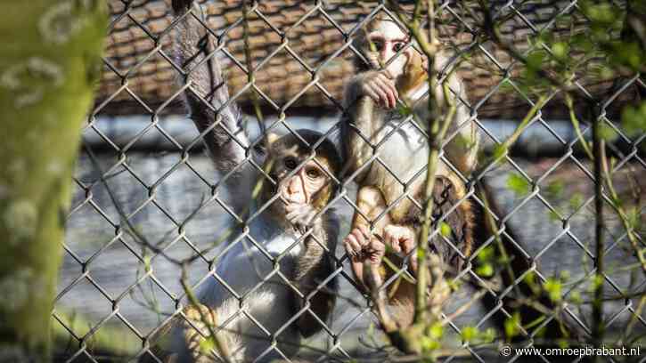 Nadat honderden apen zijn afgemaakt wil provincie einde aan proefdierhandel