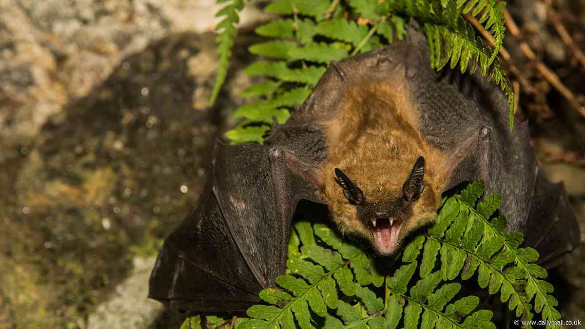 Urgent rabies warning to pet owners as disease-riddled bats are discovered across US