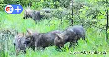 Wolf: Wieder Welpen im Segeberger Forst (Kreis Segeberg)