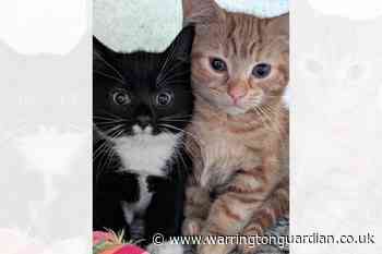 'Beautiful' pair of quiet kitten siblings are looking for loving home