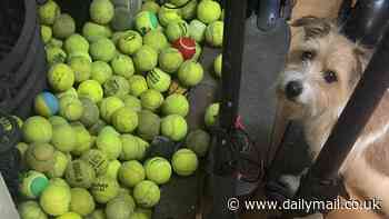 Dog owner is forced to return over 100 balls to tennis courts after her obsessed Jack Russell Buddy kept pinching them