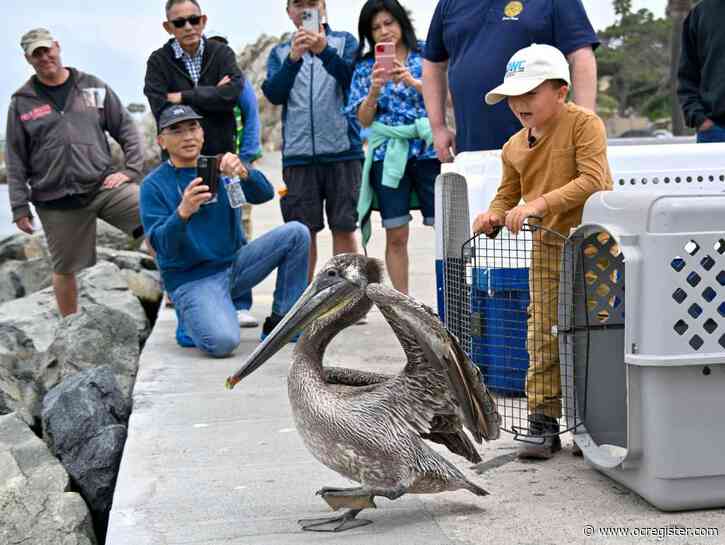 After nearly dying, 10 rehabbed brown pelicans are released into the wild