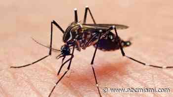 Miami-Dade County reports most cases of dengue in the US, mostly travel-associated: CDC