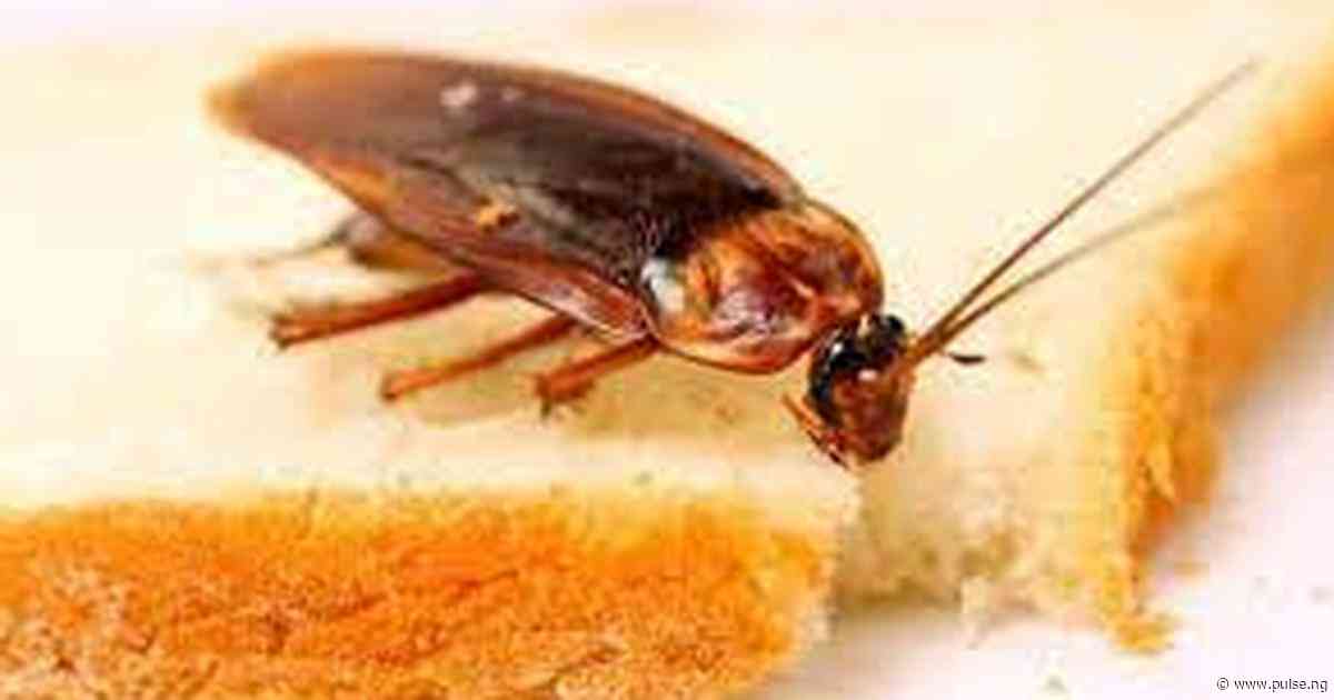 Why your room is cockroach-infested