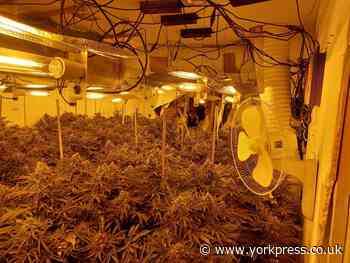 Scarborough: police raid Eastfield cannabis farm