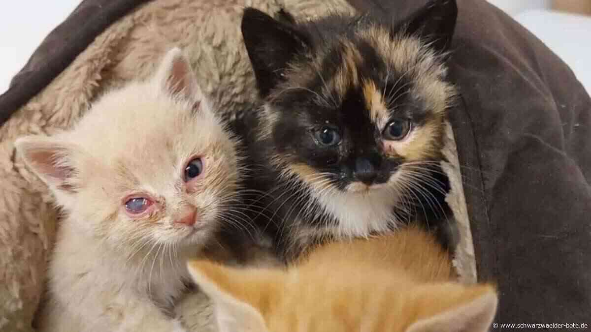 Tierschutz Oberes Nagoldtal: Freilaufende Katzen oft spät gemeldet