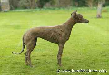 £12,000 bronze statue of a dog stolen near to Ledbury