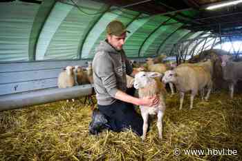 Peltse herder vangt 57 gewonde schapen op na stalbrand in Geel
