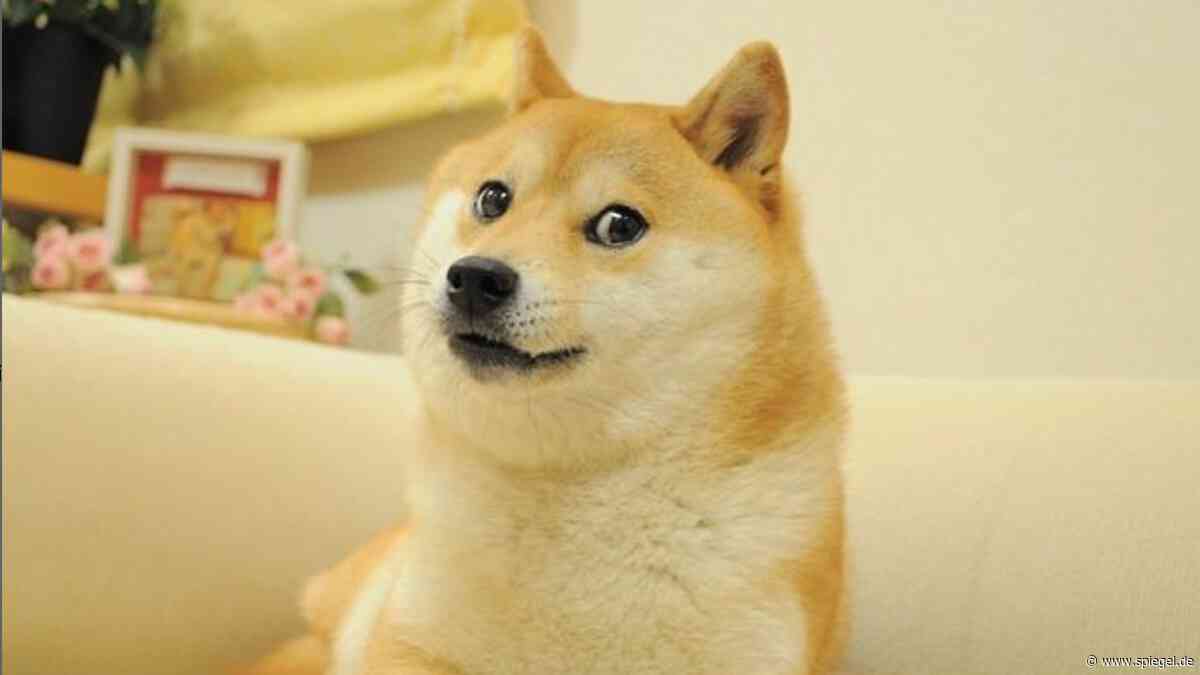 Doge-Meme: Kabosu, die berühmteste Hündin des Internets ist tot