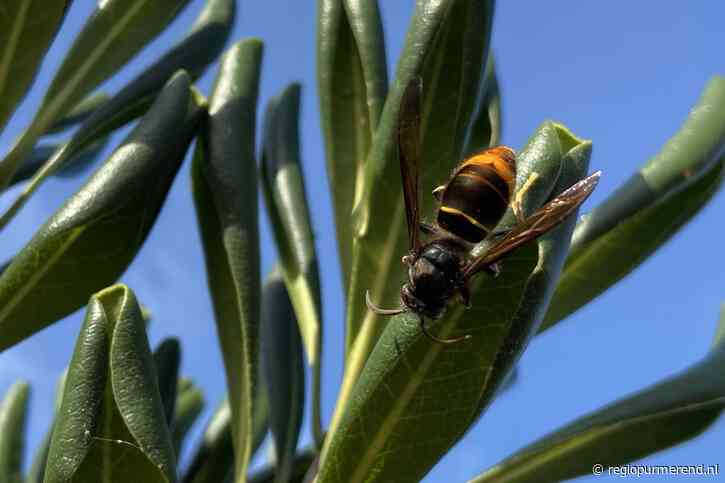 Wespenstichting luidt noodklok: “Stop hetze tegen Aziatische hoornaar!” 