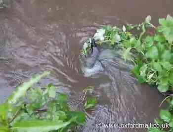 Water whirlpool in Oxfordshire forest pulls dog underwater