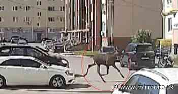 Moment moose on the loose sends elderly woman flying as it runs amok through city