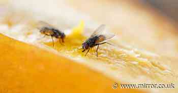 Expert warns this summer will be worst year ever for fruit fly infestation