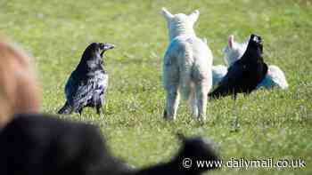 Heartbroken farmer nearly quit career after ravens massacre 220 lambs